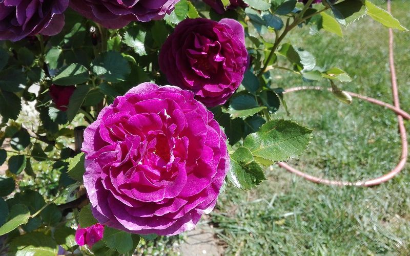 Garten Kiegerl - Pflanzenwahl